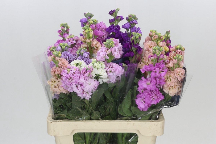 <h4>Matthiola Mix</h4>