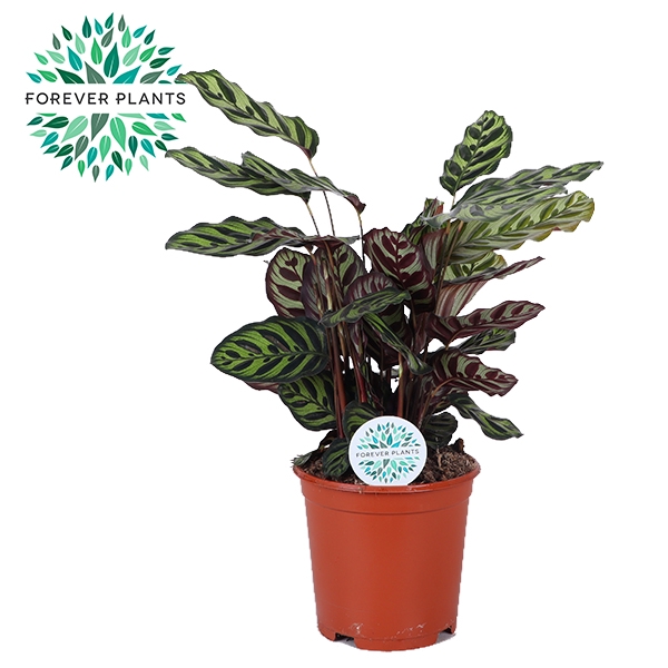 <h4>Calathea Makoyana</h4>