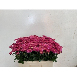 CHR T BLENDA PURPER
