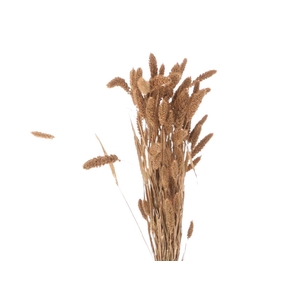 DRY SETARIA BRASS GOLD