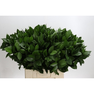 Ruscus Hypophyllum