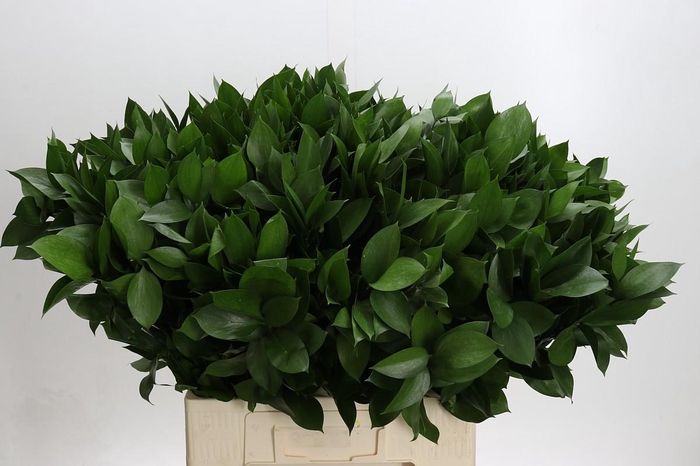 <h4>Ruscus Hypophyllum</h4>