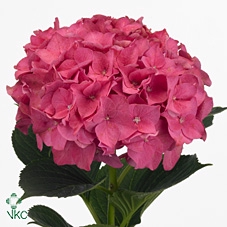 Hydrangea rodeo red