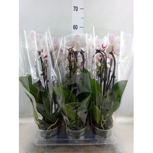 Phalaenopsis  'Elegant Cascade'