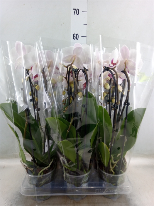 <h4>Phalaenopsis  'Elegant Cascade'</h4>