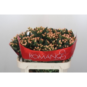 Hypericum Mellow Romance Spray