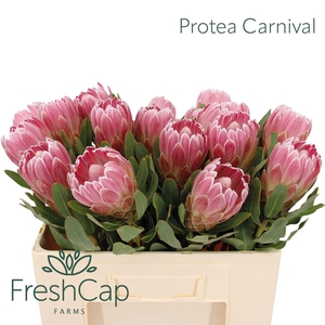 Protea 'Carnival'
