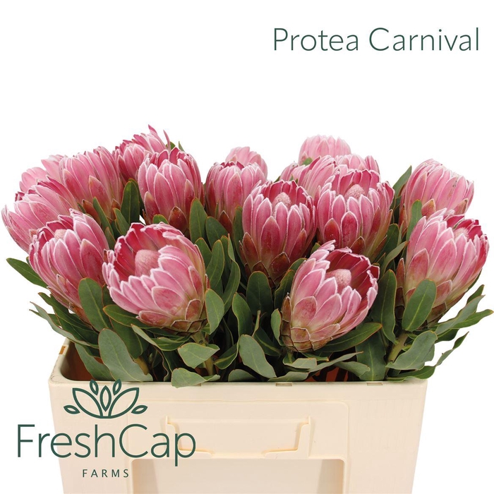 <h4>Protea 'Carnival'</h4>