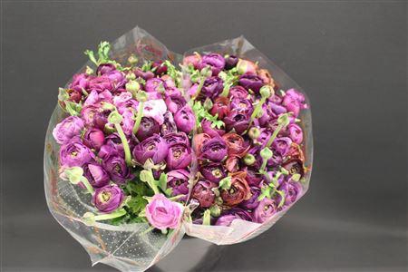 <h4>Ranonkel Zwaar Glicine</h4>