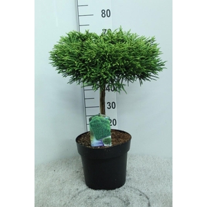 Cryptomeria jap. 'Globosa Nana' op stam P29 potgedrukt