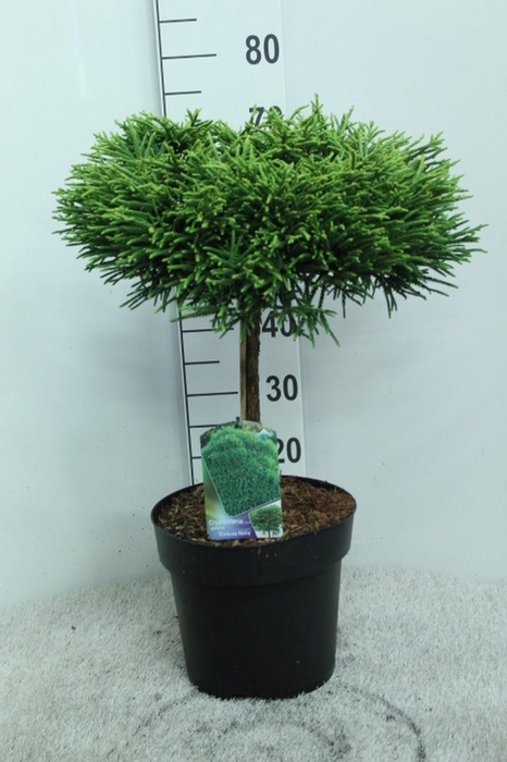 <h4>Cryptomeria jap. 'Globosa Nana' op stam P29 potgedrukt</h4>