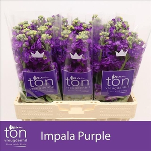 Matthiola incana 'Impala Purple'