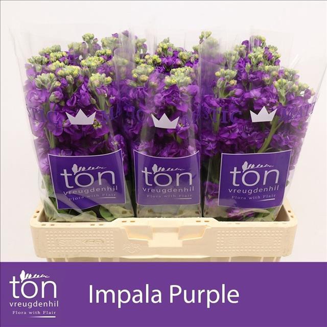 <h4>Matthiola incana 'Impala Purple'</h4>