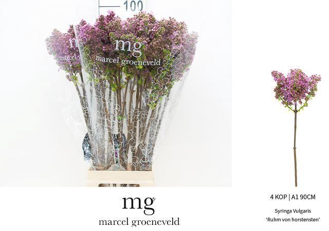 <h4>SYR V R V HORSTENST</h4>