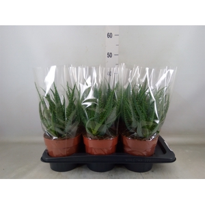 Aloe arborescens