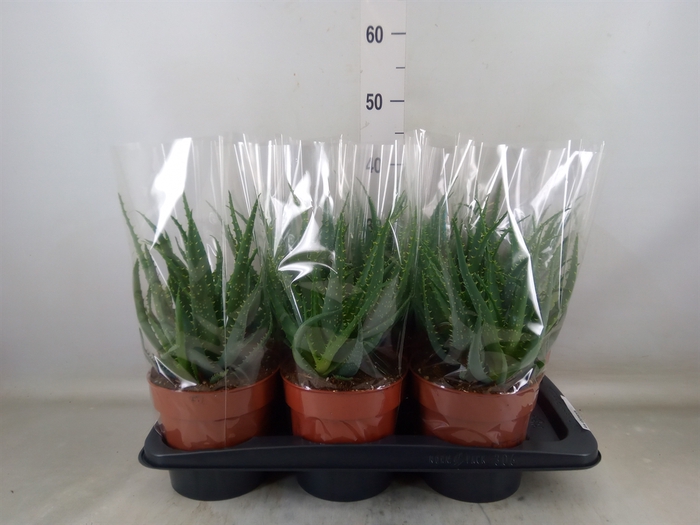 <h4>Aloe arborescens</h4>