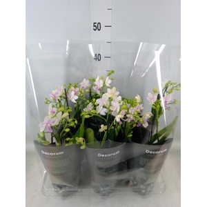 Phalaenopsis multi.   ...