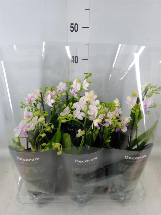 <h4>Phalaenopsis multi. ...</h4>