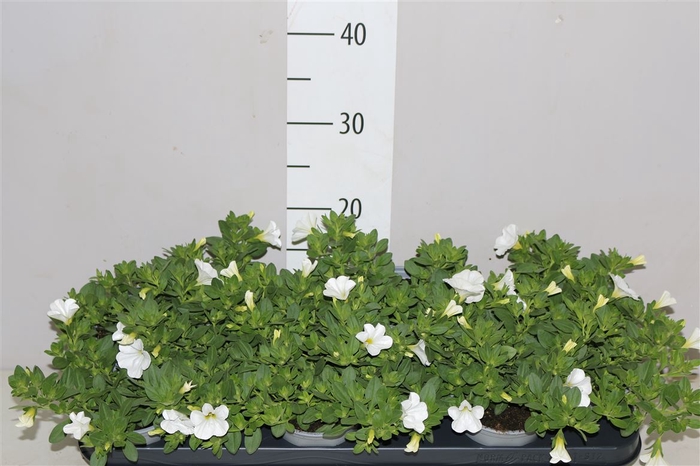 <h4>Calibrachoa Neo White</h4>