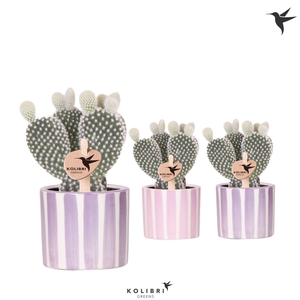 Kolibri Greens Opuntia white in Painted Stripe pot pink mix