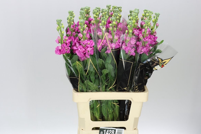 <h4>Matthiola Hot Pink It. Imp</h4>