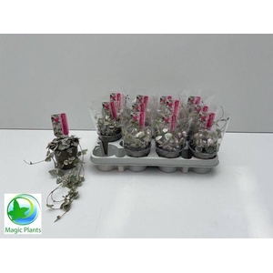 CEROP WO VARIEGATA