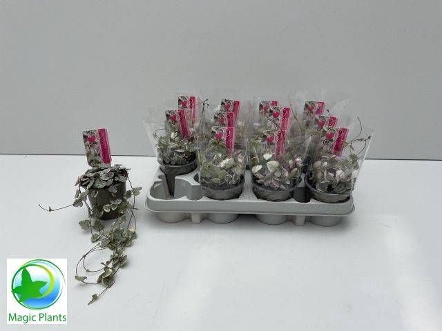 <h4>CEROP WO VARIEGATA</h4>