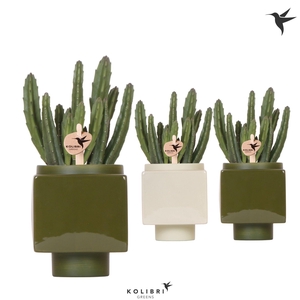 Kolibri Greens Stapelia Leendertziae in Cube pot green