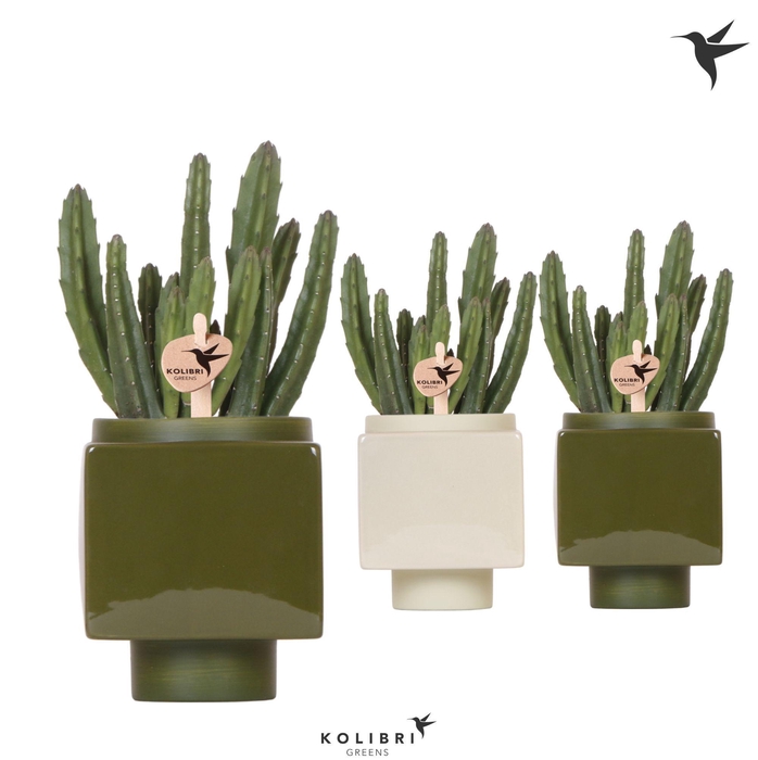 <h4>Kolibri Greens Stapelia Leendertziae in Cube pot green</h4>
