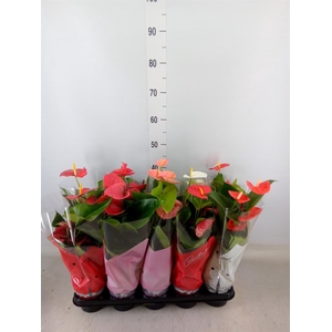 Anthurium   ...mix 4