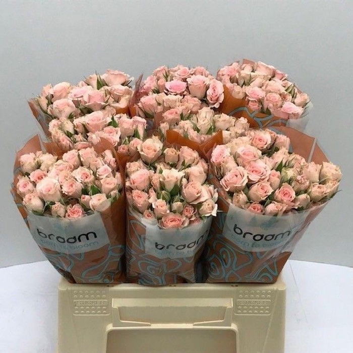 <h4>Rosa spray lydia</h4>