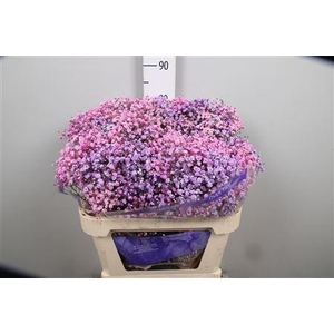 Gypsophila   ...colored  H%