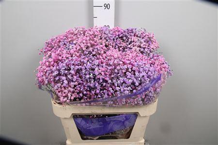 <h4>Gypsophila   ...colored  H%</h4>