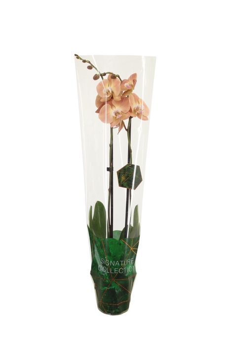 <h4>Signature Phal Pumpkion 2T16+</h4>