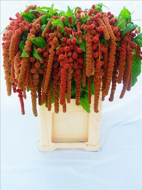 <h4>Amaranthus Caudatus Coral Fountain</h4>