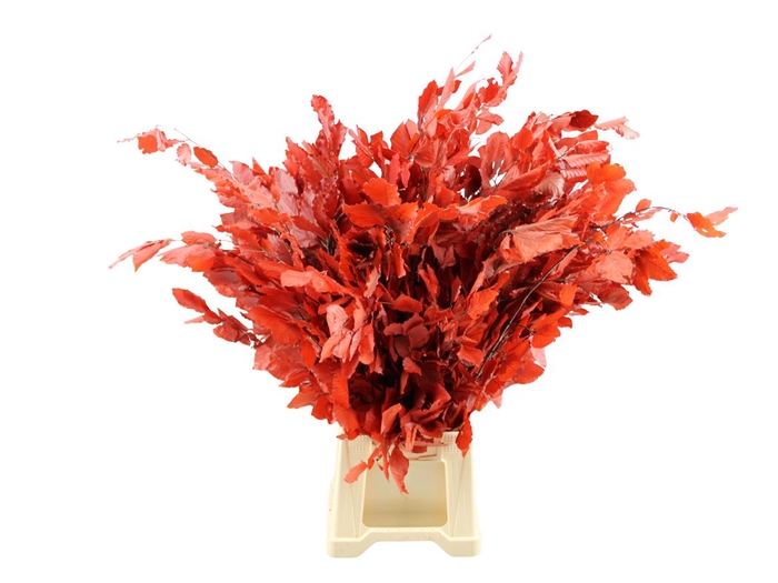 <h4>Gestabiliseerd Beuk Rood</h4>