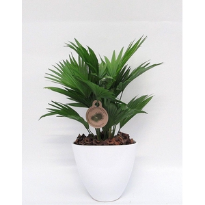 Livistona rotundifolia in avani pot