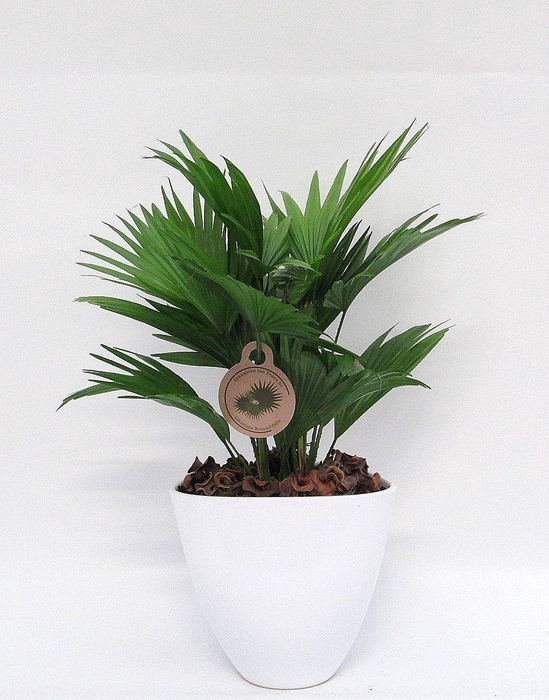 <h4>Livistona rotundifolia in avani pot</h4>