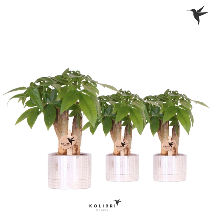 <h4>Kolibri Greens Pachira in Disco pot</h4>