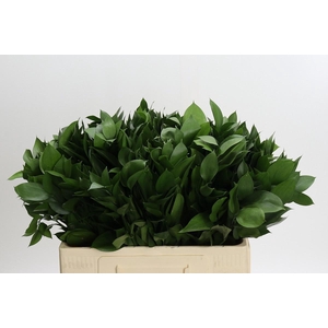 RUSCUS HYPOPHYLLUM