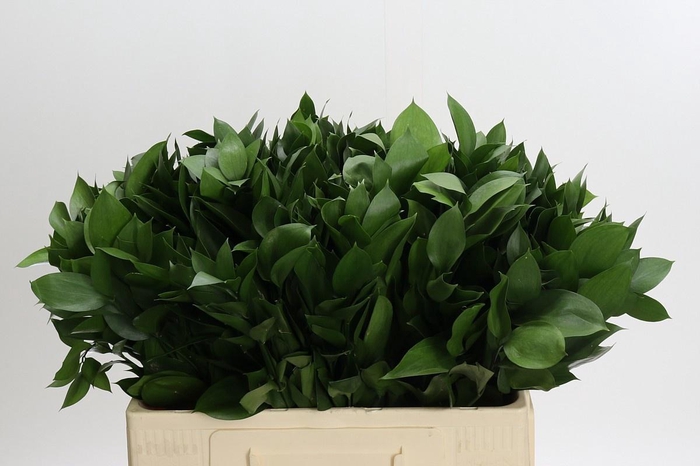 <h4>RUSCUS HYPOPHYLLUM</h4>