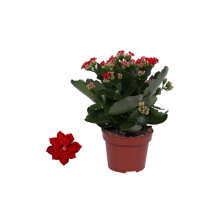 <h4>Kalanchoe Rosalina 12cm Don Justino rood, Zonder hoes</h4>