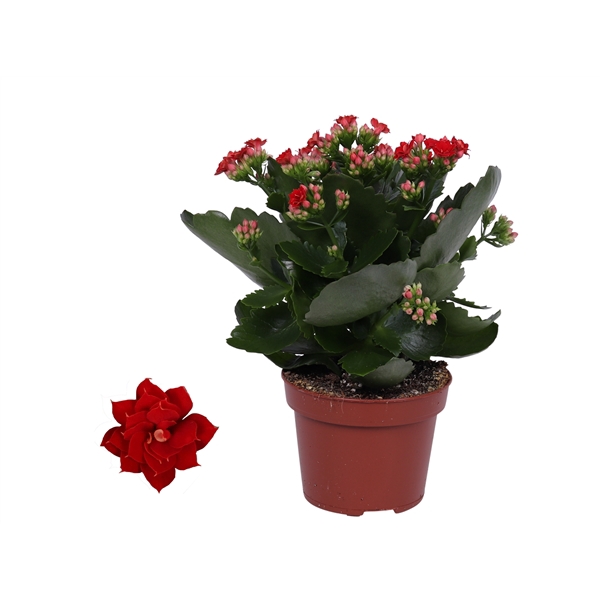 Kalanchoe Rosalina 12cm Don Justino rood, Zonder hoes