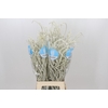 Amaranthus Yearming Desert