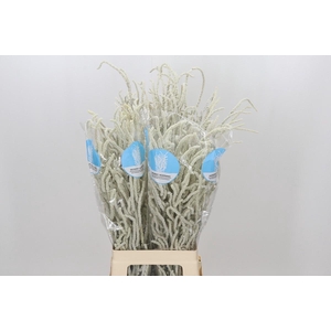 Amaranthus Yearming Desert