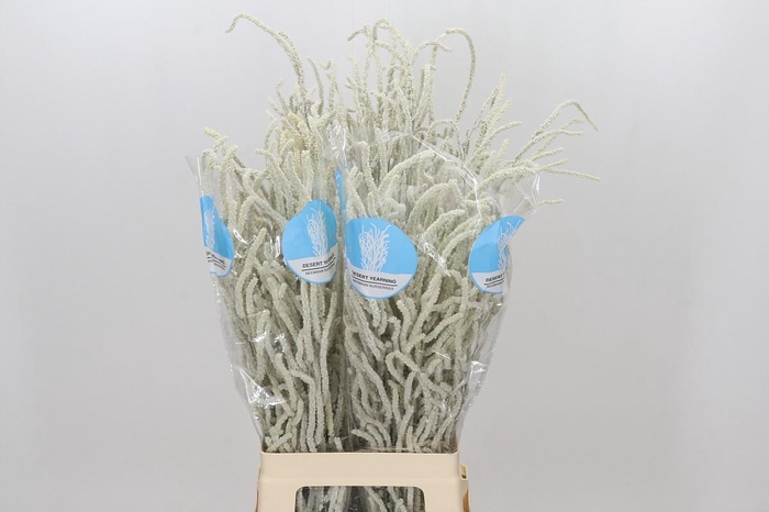 <h4>Amaranthus Yearming Desert</h4>