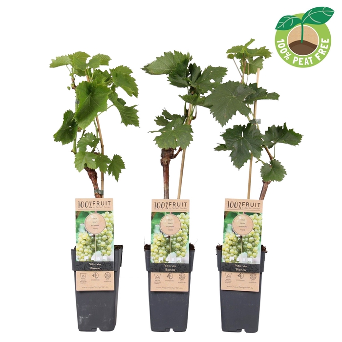 <h4>Vitis Vinifera Bianca</h4>