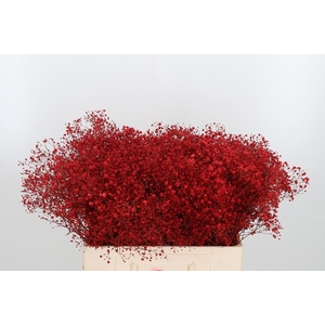 Gyps Kl Bh Rood