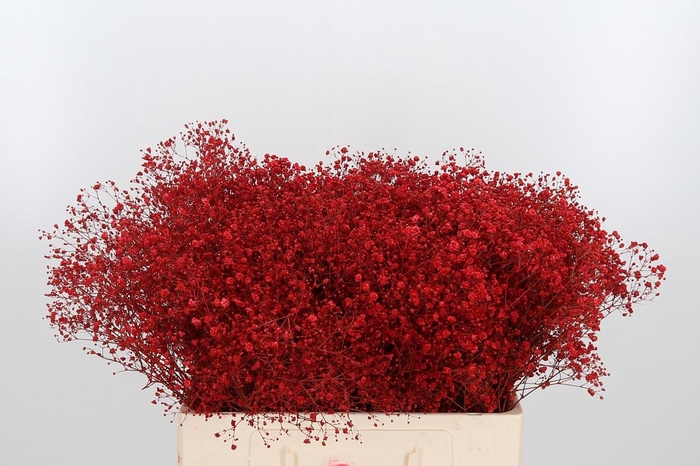 <h4>Gyps Kl Bh Rood</h4>