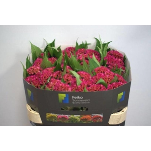 Celosia Act Rima Feiko